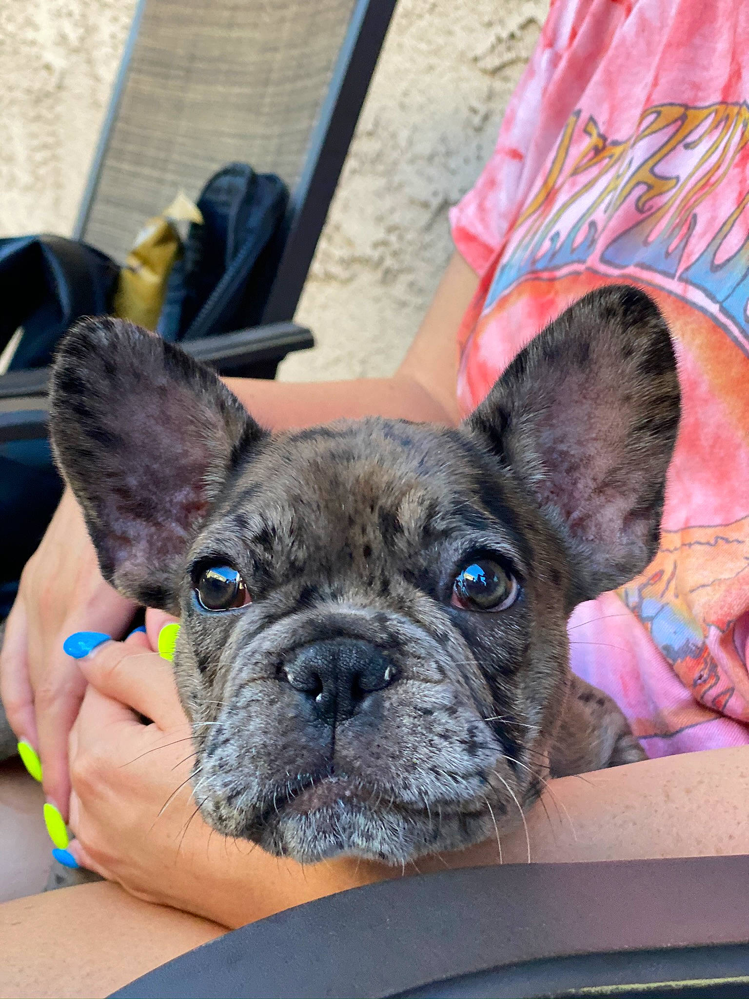 Ozzie joined the competition — help win amazing prizes! bulldog, canidae, carnivore, collar, companion_dog, dog, dog_breed, dog_collar, ear, fawn, molosser, non_sporting_group, snout, sporting_group, terrestrial_animal, toy_dog, whiskers, working_animal, wrinkle