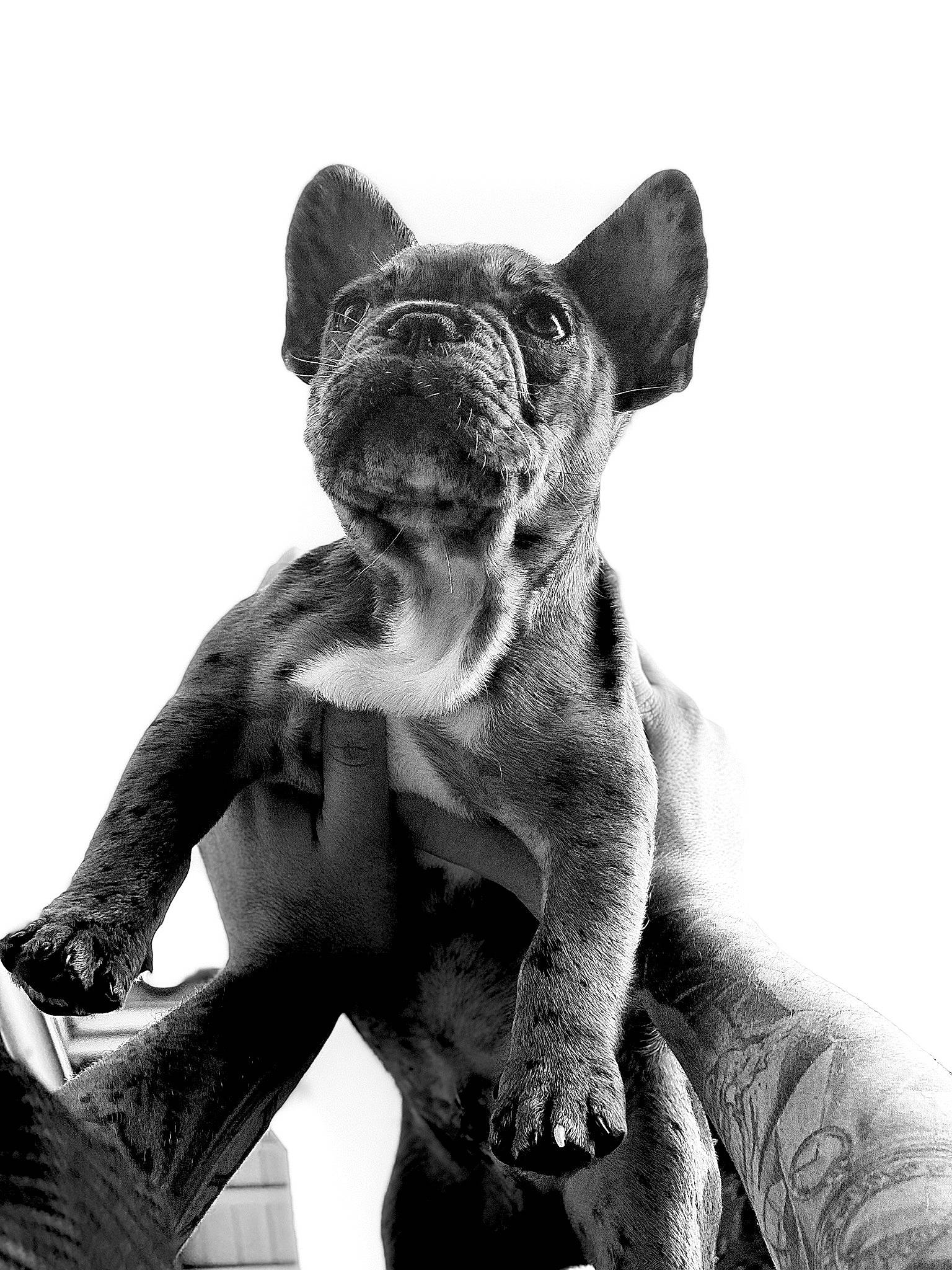 Ozzie joined the competition — help win amazing prizes! black_and_white, carnivore, companion_dog, dog, dog_breed, fawn, felidae, flash_photography, gesture, grey, human_leg, monochrome, monochrome_photography, snout, sporting_group, style, terrestrial_animal, toy_dog, whiskers, working_animal