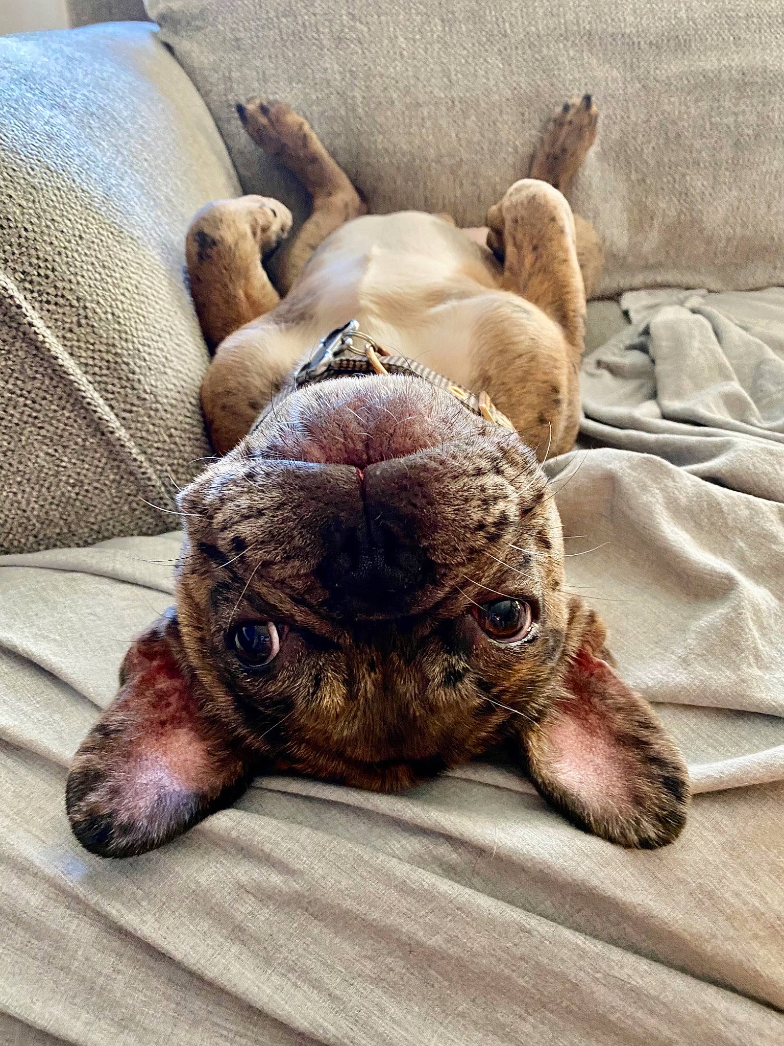 Ozzie is registered to the contest to win money with this photo: canidae, carnivore, comfort, companion_dog, dog, dog_breed, ear, eye, fawn, felidae, fur, linens, liver, paw, snout, sporting_group, terrestrial_animal, whiskers, wood, working_animal