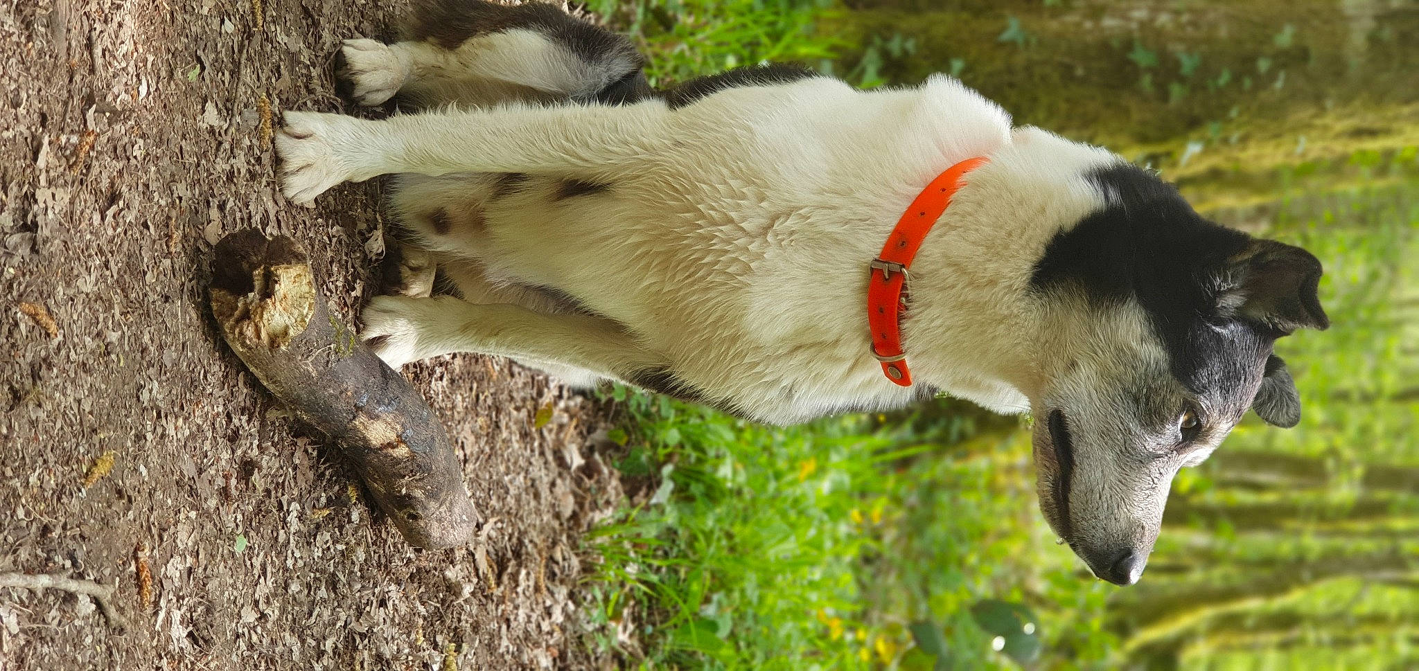 Berlioz participe au concours pour gagner de l'argent avec cette photo : adventure, canidae, carnivore, collar, companion_dog, dog, dog_breed, fawn, fur, grass, pasture, plant, snout, sporting_group, tail, terrestrial_animal, tree, trunk, wildlife, working_animal