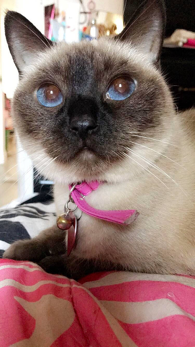 Bella joined the competition — help win amazing prizes! birman, carnivore, cat, collar, comfort, ear, eyelash, fawn, felidae, fur, iris, pet_supply, siamese, sitting, small_to_medium_sized_cats, snout, terrestrial_animal, thai, tonkinese, whiskers