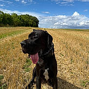 Aston participe au concours pour gagner de l'argent avec cette photo : dog, black_dog, canine, sitting, field, harvested_field, sunlight, blue_sky, clouds, outdoors, nature, grass, trees, collar, tongue_out, happy, pet, animal, summer, rural