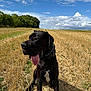 dog, black_dog, canine, sitting, field, harvested_field, sunlight, blue_sky, clouds, outdoors, nature, grass, trees, collar, tongue_out, happy, pet, animal, summer, rural