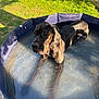 Aston a rejoint le concours — aidez-le/la à gagner de superbes lots ! dog, black_dog, pool, water, outdoor, grass, sunlight, pet, canine, summer, relaxing, garden, animal, large_dog, puddle, sunshine, shadows, backyard, nature, wet