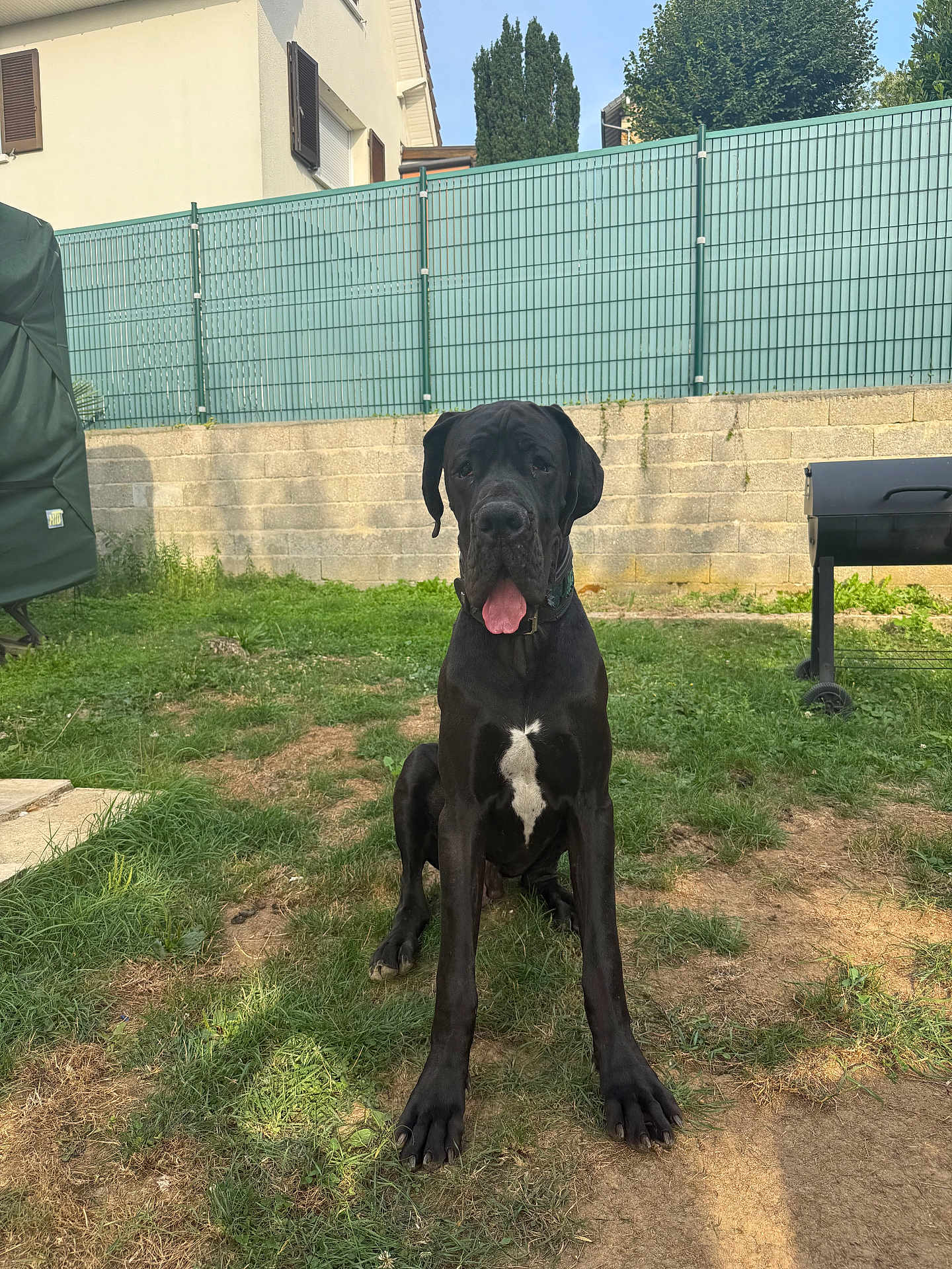 Aston a rejoint le concours — aidez-le/la à gagner de superbes lots ! dog, great_dane, black_dog, pet, animal, grass, yard, outdoor, fence, barbecue_grill, wall, sunlight, tongue_out, sitting, collar, house, tree, daytime, canine, nature