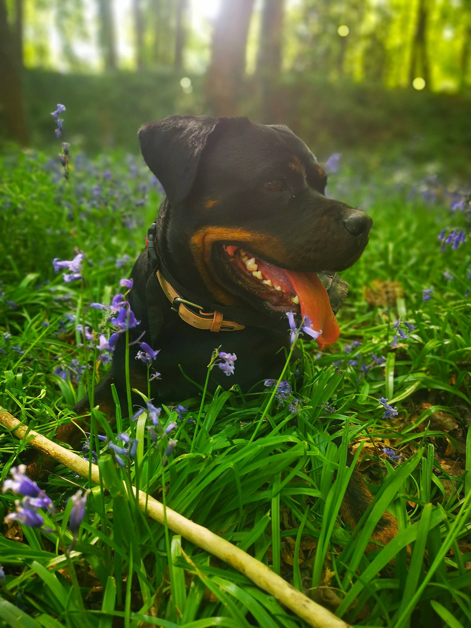 Oska participe au concours pour gagner de l'argent avec cette photo : canidae, carnivore, dog, dog_breed, flower, grass, guard_dog, hunting_dog, molosser, plant, puppy, rottweiler, sporting_group, sunlight, wildflower, working_dog