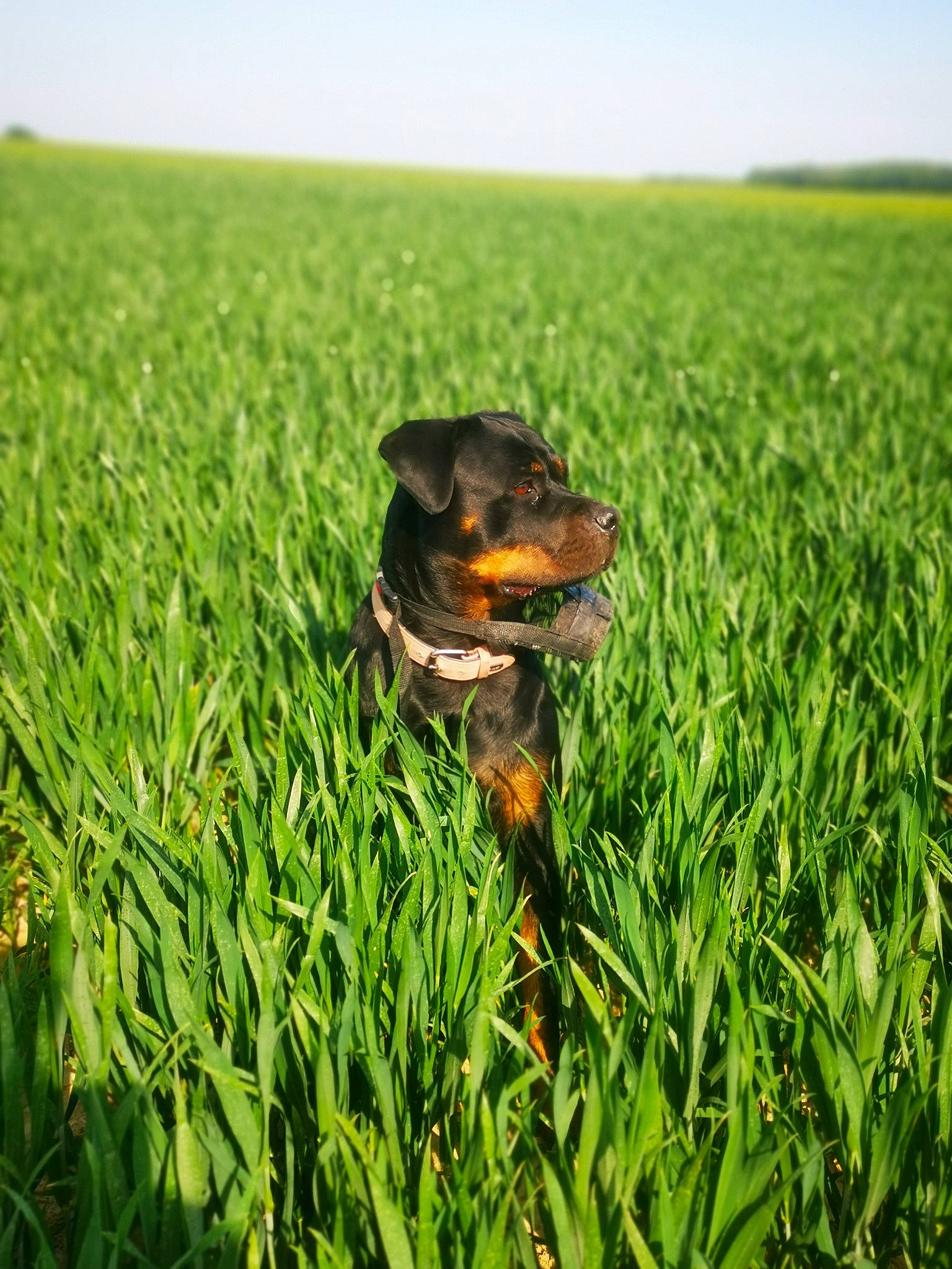 Oska participe au concours pour gagner de l'argent avec cette photo : canidae, carnivore, crop, dobermann, dog, dog_breed, field, grass, grass_family, grassland, green, guard_dog, hunting_dog, meadow, plant, prairie, rottweiler, sporting_group, working_dog