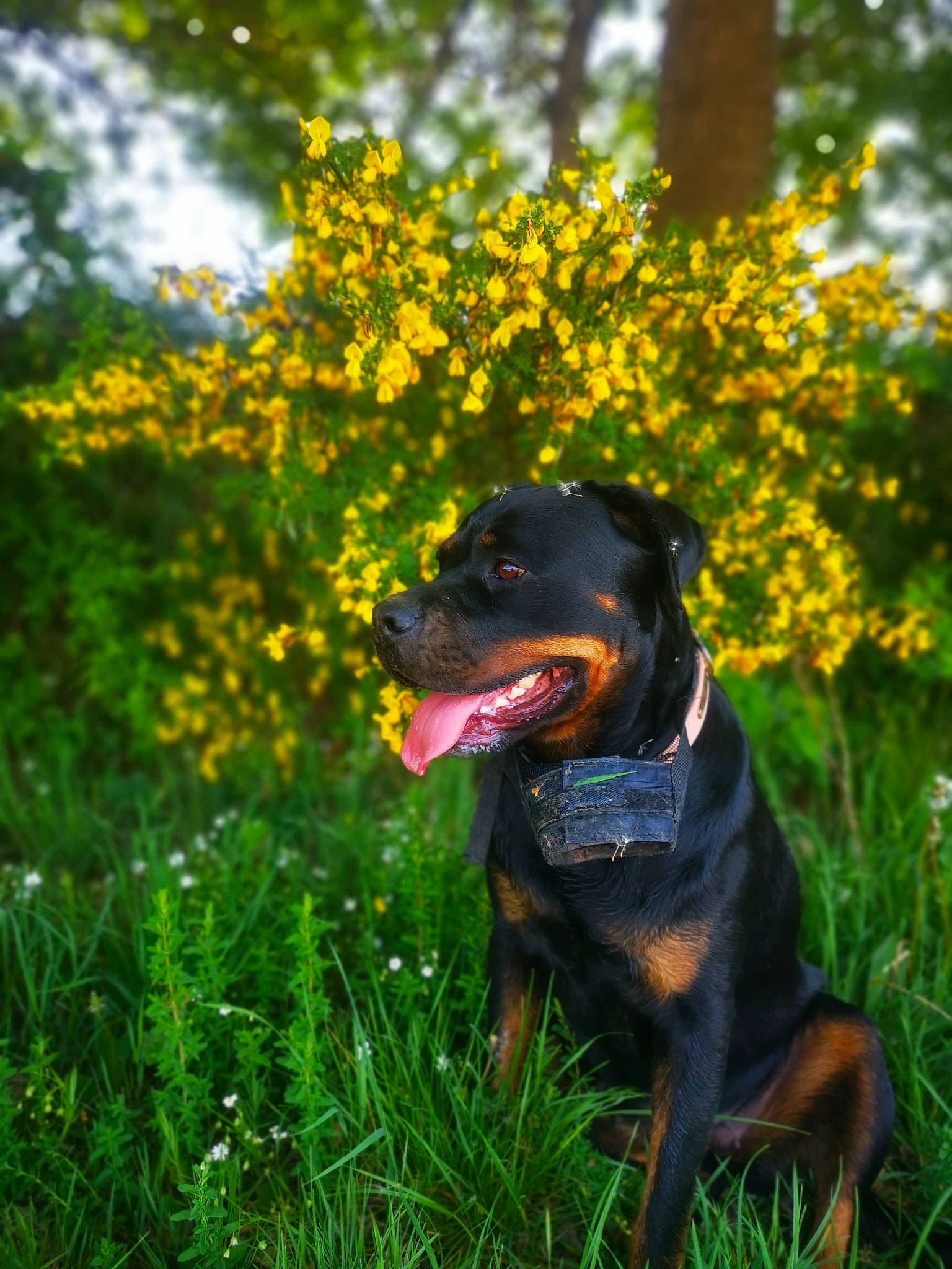 Oska a rejoint le concours — aidez-le/la à gagner de superbes lots ! austrian_black_and_tan_hound, canidae, carnivore, dog, dog_breed, flower, german_pinscher, grass, guard_dog, hunting_dog, mammal, meadow, molosser, plant, rottweiler, sporting_group, sunlight, wildflower, working_dog, yellow