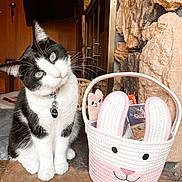 Rain joined the competition — help win amazing prizes! cat, black_and_white_cat, pet, animal, basket, bunny_basket, indoor, stone_wall, wooden_wall, collar, tag, curious, head_tilt, whiskers, eyes, treats, cute, cozy, decor, feline