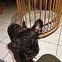 animal, background, brown_eyes, collar, crib, curious, dog, domestic, ears, face, floor, french_bulldog, furniture, indoor, muzzle, pet, shadow, standing, tile, wooden