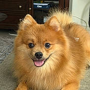 Bear is registered to the contest to win money with this photo: dog, pomeranian, fluffy, smiling, tongue_out, indoor, couch, furniture, wooden, pet, animal, cute, happy, domestic, living_room, cozy, face, fur, small_dog, companion