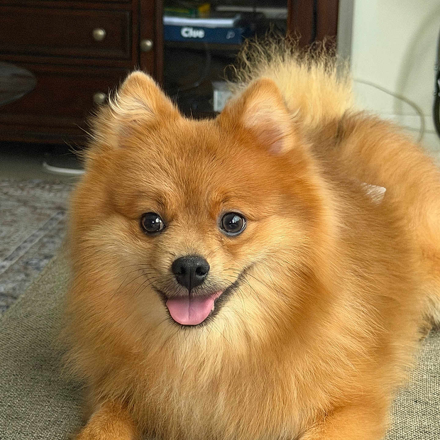 Bear