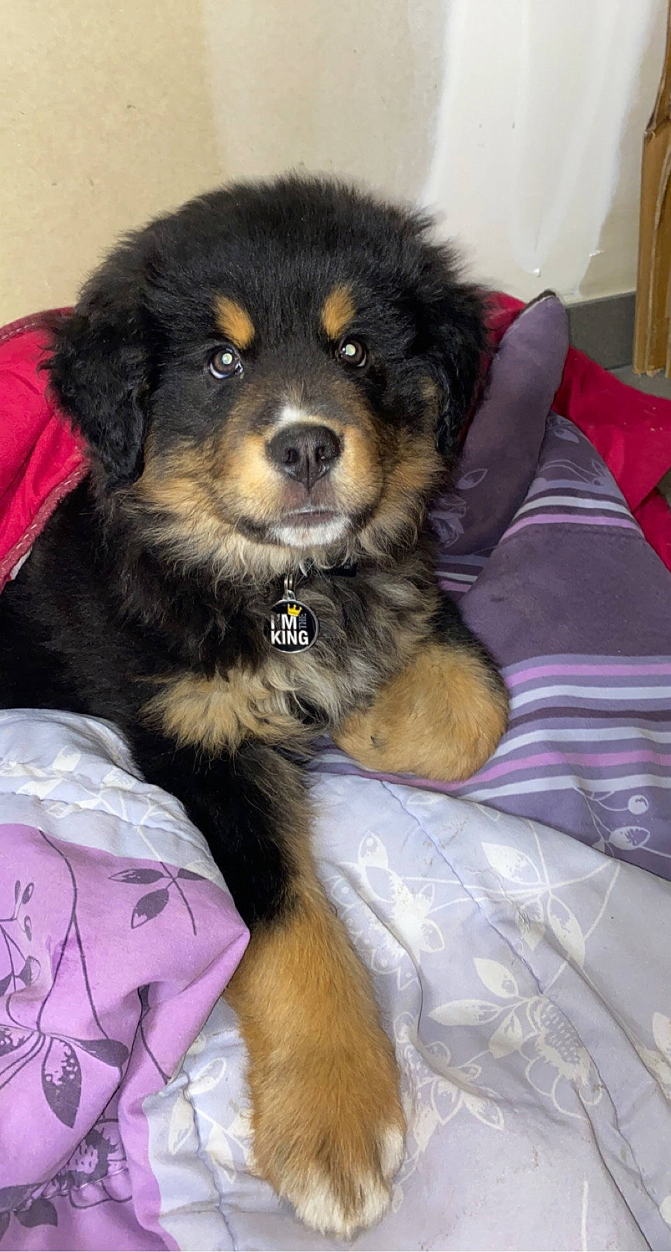 Bobo participe au concours pour gagner de l'argent avec cette photo : ancient_dog_breeds, canidae, carnivore, comfort, companion_dog, dog, dog_breed, fur, giant_dog_breed, herding_dog, natural_material, puppy, snout, sporting_group, terrestrial_animal, whiskers, working_animal, working_dog