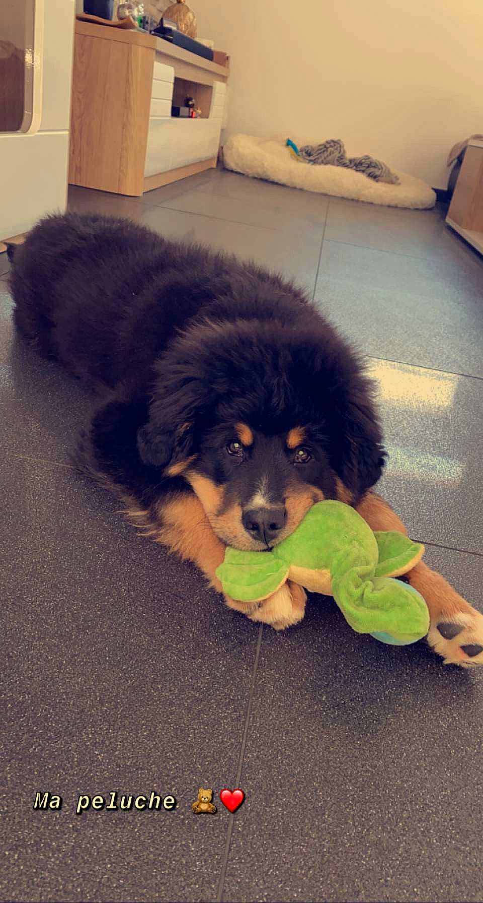 Bobo participe au concours pour gagner de l'argent avec cette photo : ancient_dog_breeds, canidae, carnivore, companion_dog, dog, dog_breed, floor, flooring, fur, gaddi_kutta, giant_dog_breed, himalayan_sheepdog, non_sporting_group, snout, sporting_group, tail, terrestrial_animal, toy_dog, working_animal, working_dog