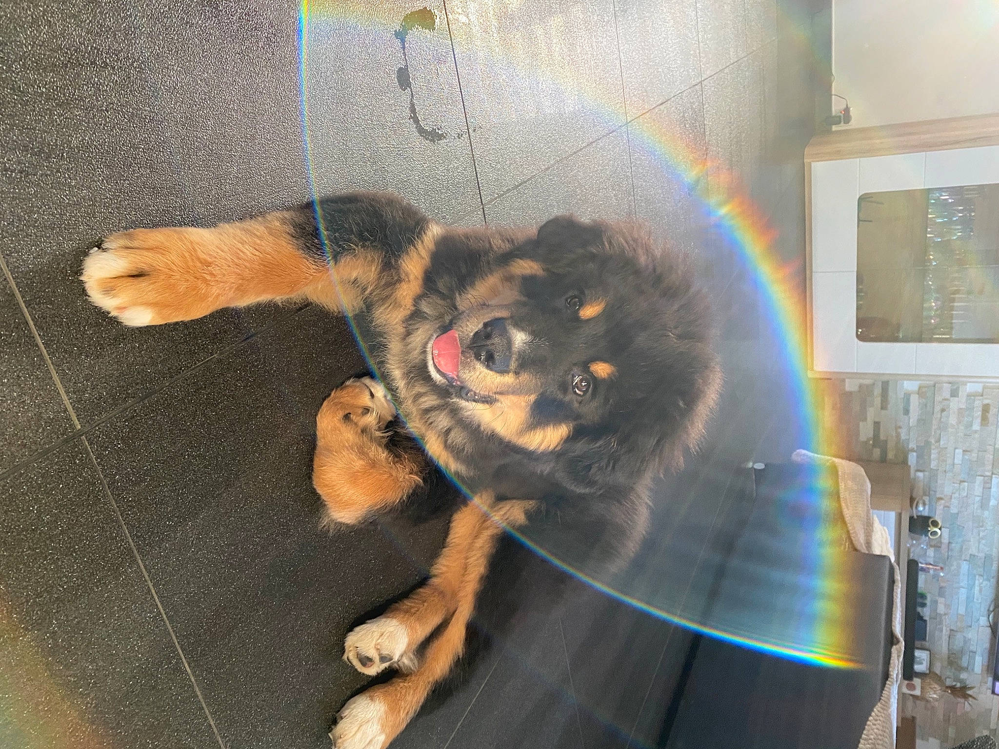 Bobo participe au concours pour gagner de l'argent avec cette photo : art, carnivore, circle, companion_dog, dog, dog_breed, flooring, fur, guard_dog, illustration, painting, paw, pet_supply, rainbow, rottweiler, tail, toy_dog, visual_arts, working_animal, working_dog