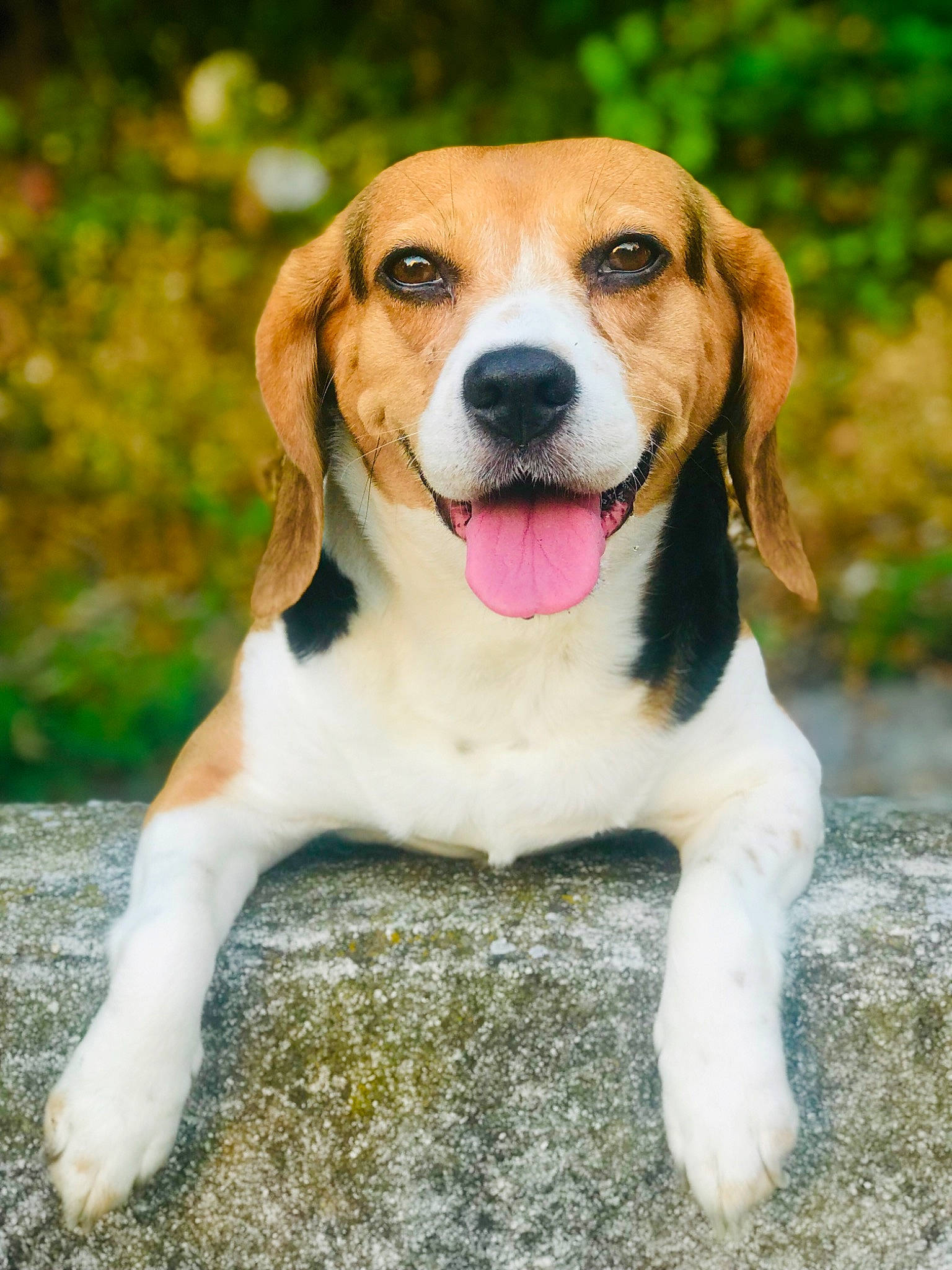 Amy participe au concours pour gagner de l'argent avec cette photo : american_foxhound, beagle, beagle_harrier, beaglier, canidae, carnivore, companion_dog, dog, dog_breed, english_foxhound, estonian_hound, finnish_hound, hamiltonstovare, harrier, hound, mammal, pocket_beagle, serbian_tricolour_hound, treeing_walker_coonhound, vertebrate