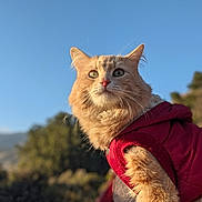 Lion-O is registered to the contest to win money with this photo: cat, ginger_cat, pet, animal, outdoor, sunlight, blue_sky, nature, forest, fur, portrait, feline, red_jacket, warm_clothing, close_up, whiskers, ears, cute, majestic, fluffy