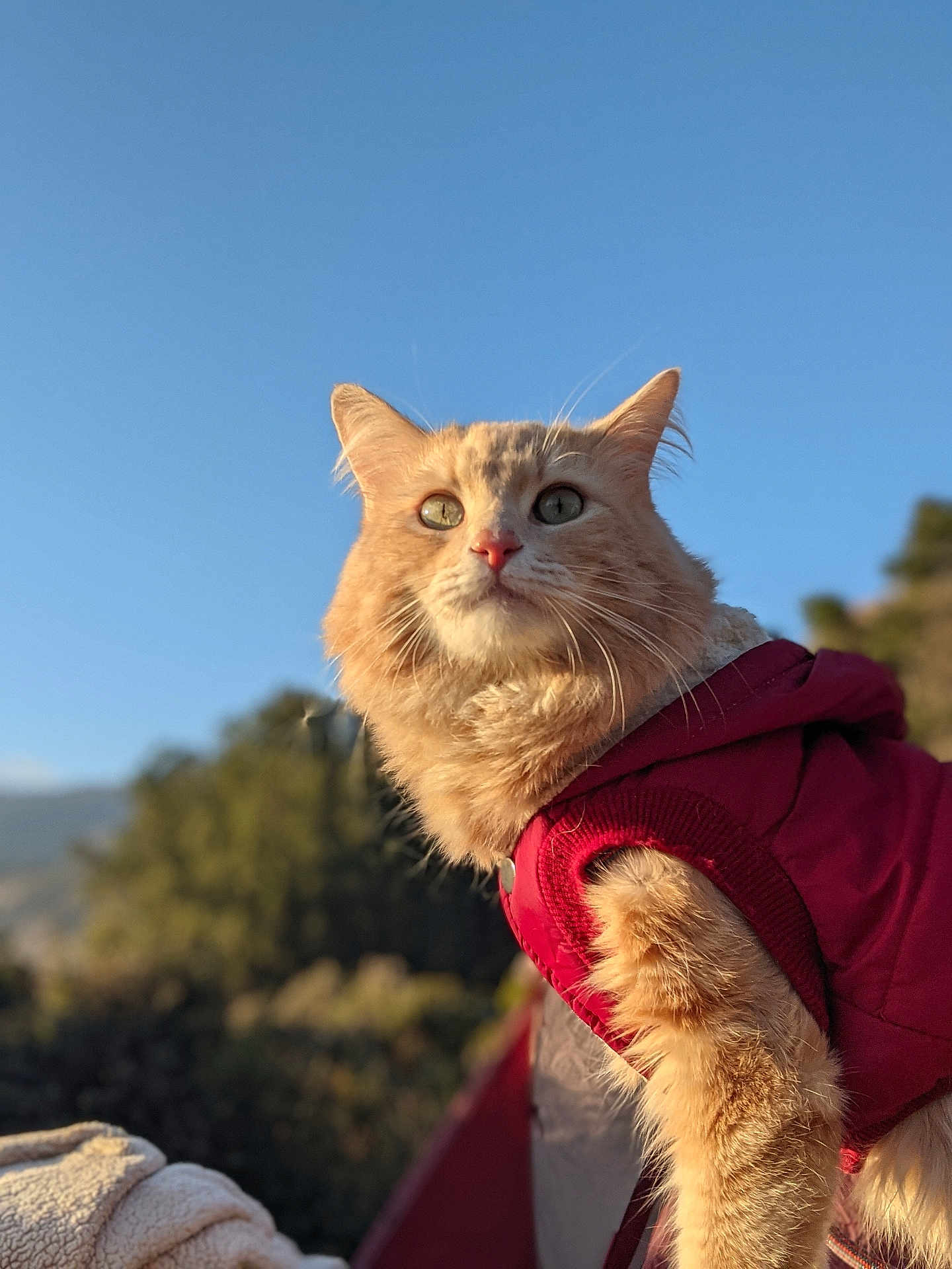 Lion-O