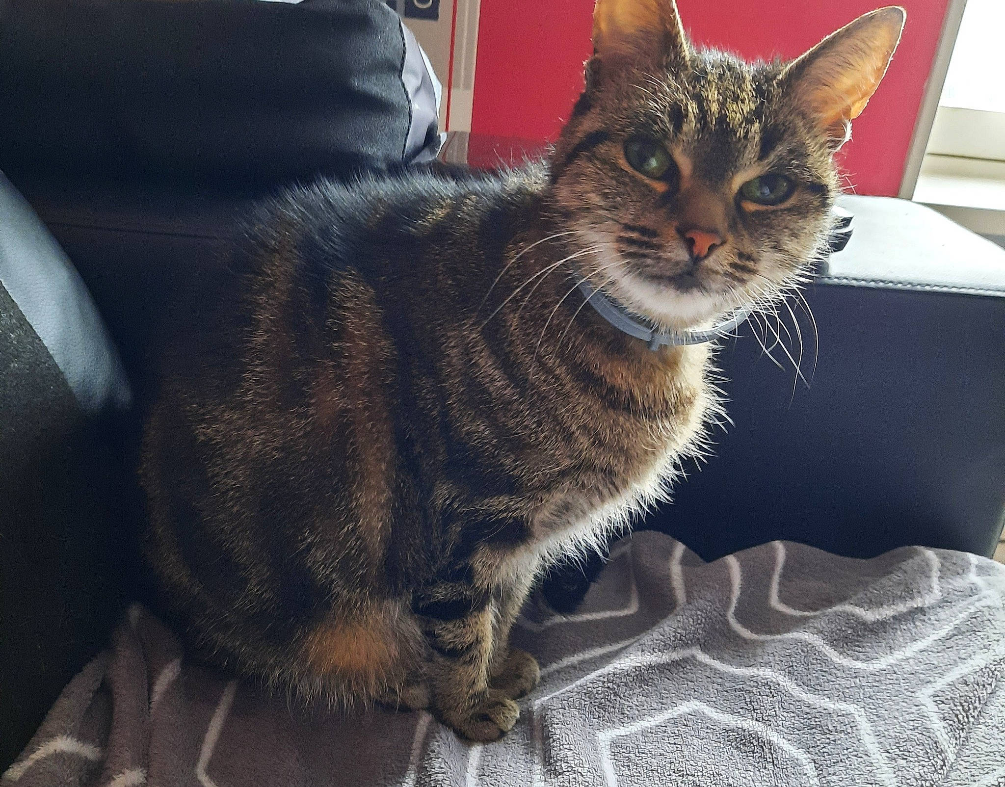 Chipie participe au concours pour gagner de l'argent avec cette photo : carnivore, cat, cat_supply, claw, comfort, couch, domestic_short_haired_cat, felidae, fur, paw, sitting, small_to_medium_sized_cats, snout, tail, whiskers