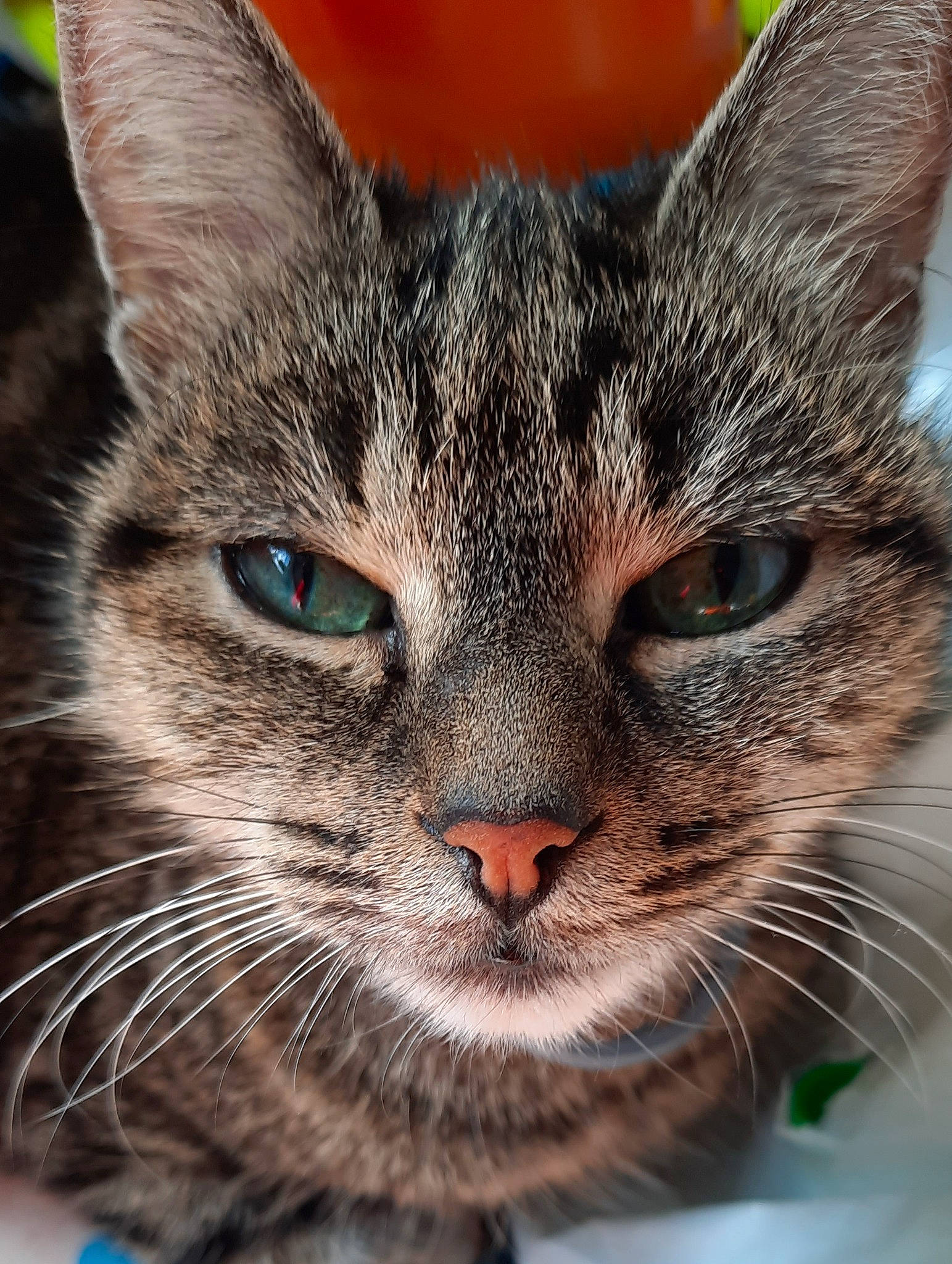 Chipie participe au concours pour gagner de l'argent avec cette photo : carnivore, cat, close_up, domestic_short_haired_cat, eye, felidae, fur, head, iris, photography, small_to_medium_sized_cats, snout, terrestrial_animal, tree, whiskers, wildlife, window