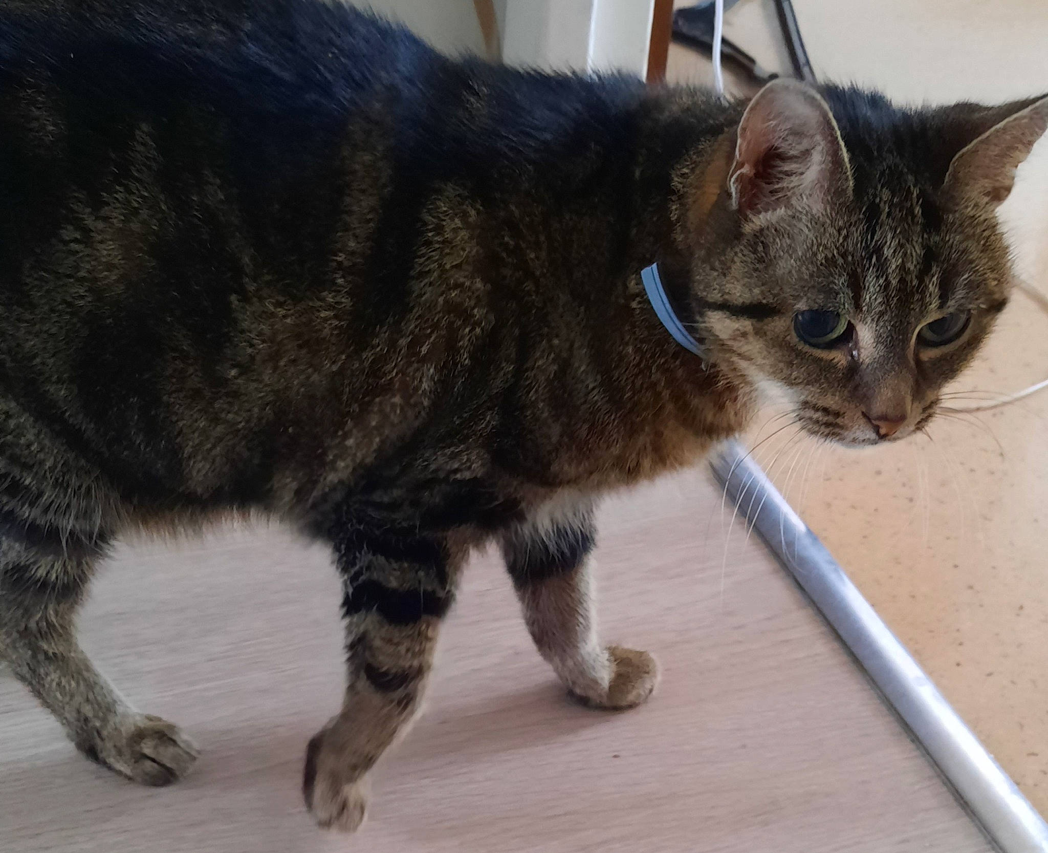 Chipie a rejoint le concours — aidez-le/la à gagner de superbes lots ! box, carnivore, cat, claw, collar, domestic_short_haired_cat, felidae, flooring, fur, paw, small_to_medium_sized_cats, snout, tail, terrestrial_animal, whiskers