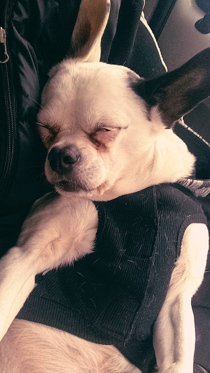 Guigui participe au concours pour gagner de l'argent avec cette photo : canidae, carnivore, comfort, companion_dog, dog, dog_breed, ear, eye, fawn, fur, hair, head, human_body, puppy, snout, sporting_group, terrestrial_animal, toy_dog, whiskers, working_animal