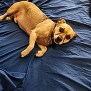 Fredo joined the competition — help win amazing prizes! animal, bed, bedroom, blue_bedspread, canine, collar, curious_eyes, cute, dog, domestic_animal, fur, fur_texture, indoor, looking_up, lying_down, paw, pet, relaxed, resting, small_dog