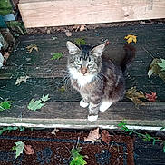 Spawn joined the competition — help win amazing prizes! cat, tabby_cat, animal, pet, outdoor, wooden_step, leaves, autumn, curious, green_eyes, feline, whiskers, fur, nature, doormat, rustic, sitting, closeup, daylight, quiet