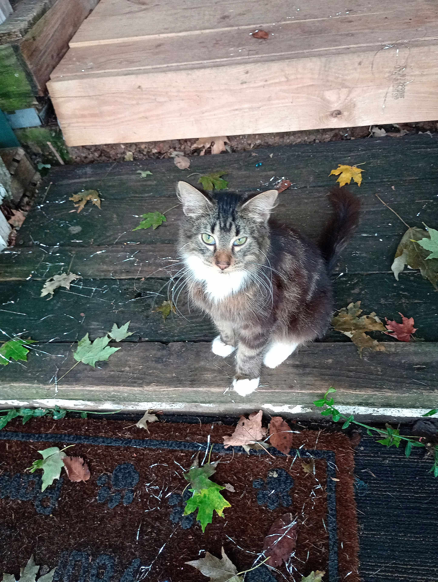 Spawn joined the competition — help win amazing prizes! cat, tabby_cat, animal, pet, outdoor, wooden_step, leaves, autumn, curious, green_eyes, feline, whiskers, fur, nature, doormat, rustic, sitting, closeup, daylight, quiet