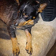 Shadow is registered to the contest to win money with this photo: dog, pet, animal, indoor, blanket, fur, paw, resting, brown, black, cozy, close_up, canine, relaxed, looking_away, nail, bed, domestic_animal, ears, snout