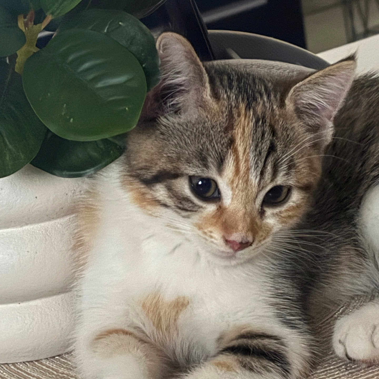 Nala
