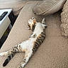 belly_up, blanket, calico, cat, couch, cozy, fluffy, funny_pose, indoor, kitten, living_room, lying_down, pet, pillow, relaxed, remote_control, sleeping, sofa, spotted_cat, tabby