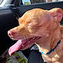 Rocky is registered to the contest to win money with this photo: dog, small_dog, tongue_out, happy, car_interior, sunlight, close_up, pet, animal, collar, seat, blanket, canine, domestic_animal, mouth_open, ears, fur, side_view, transport, leisure