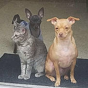 Rocky is registered to the contest to win money with this photo: cat, gray_tabby, dog, small_dog, black_dog, light_brown_dog, pet, indoor, mat, alert, calm, sitting, curious, animal, furry, domestic_animal, companion, fur, ears, whiskers