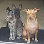 cat, gray_tabby, dog, small_dog, black_dog, light_brown_dog, pet, indoor, mat, alert, calm, sitting, curious, animal, furry, domestic_animal, companion, fur, ears, whiskers