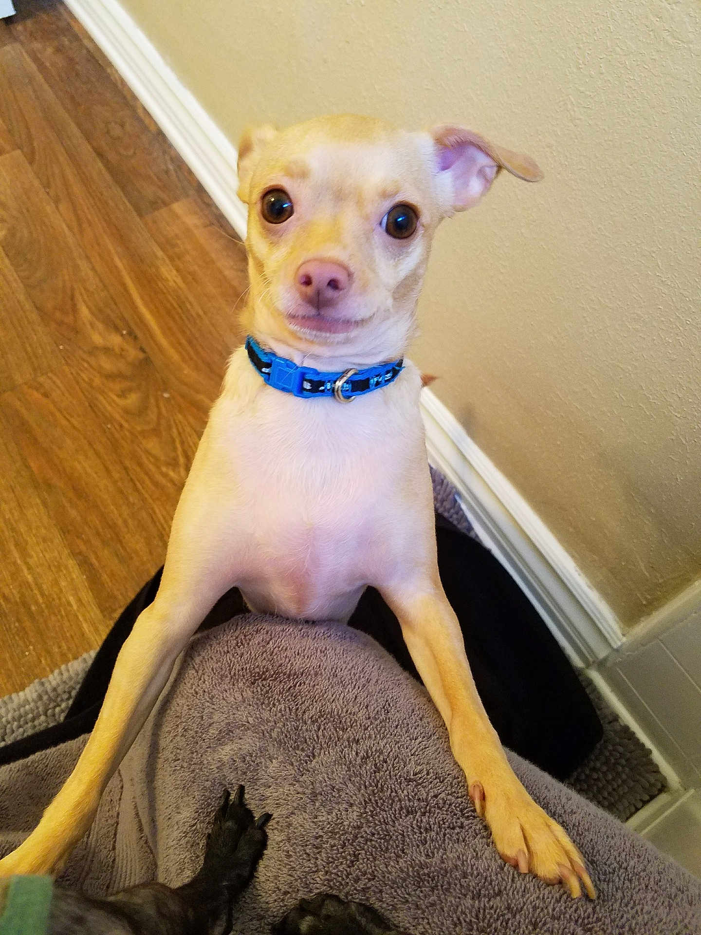 Rocky joined the competition — help win amazing prizes! dog, small_dog, blue_collar, wooden_floor, beige_wall, indoor, curious_expression, standing, paws, blanket, pet, animal, canine, close_up, looking_at_camera, light_fur, domestic_animal, companion, cute, funny_expression