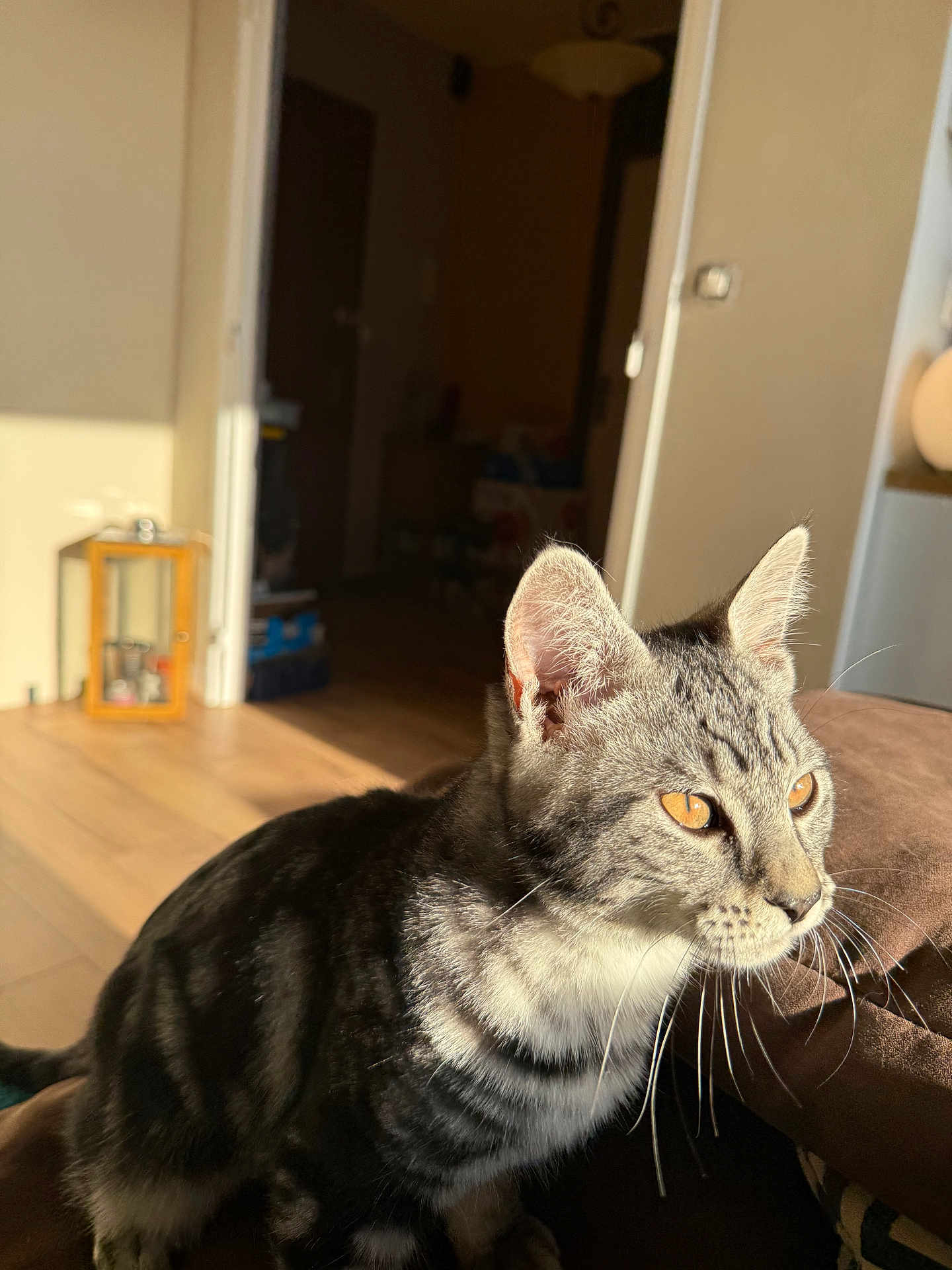 Volt participe au concours pour gagner de l'argent avec cette photo : abyssinian, animal, architecture, bookcase, building, cat, chair, couch, furniture, hardwood, indoors, interiordesign, kitten, livingroom, manx, pet, plywood, room, shelf, wood