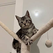 Volt a rejoint le concours — aidez-le/la à gagner de superbes lots ! abyssinian, animal, cat, kitten, manx, pet, siamese, wood