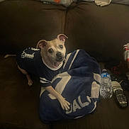 Nina joined the competition — help win amazing prizes! animal, blanket, brown_couch, casual, clothing, companion, cute, dog, domestic, ears_up, fabric, furniture, indoor, looking_up, pet, relaxed, remote_control, small_dog, toy_or_bag, water_bottle