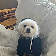 Kobe is registered to the contest to win money with this photo: animal, bed, blanket, clothing, companion, cozy, cute, dog, domestic_animal, fur, fur_hood, furry, hoodie, indoors, looking_at_camera, pet, pillow, puppy, small_dog, white_dog