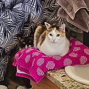 Miss Kallie is registered to the contest to win money with this photo: cat, calico_cat, dark_cat, towel, bathroom, counter, sink, shower_curtain, pattern, granite_countertop, feline, pet, domestic_animal, curious, resting, indoor, household, cozy, two_cats, pink_towel