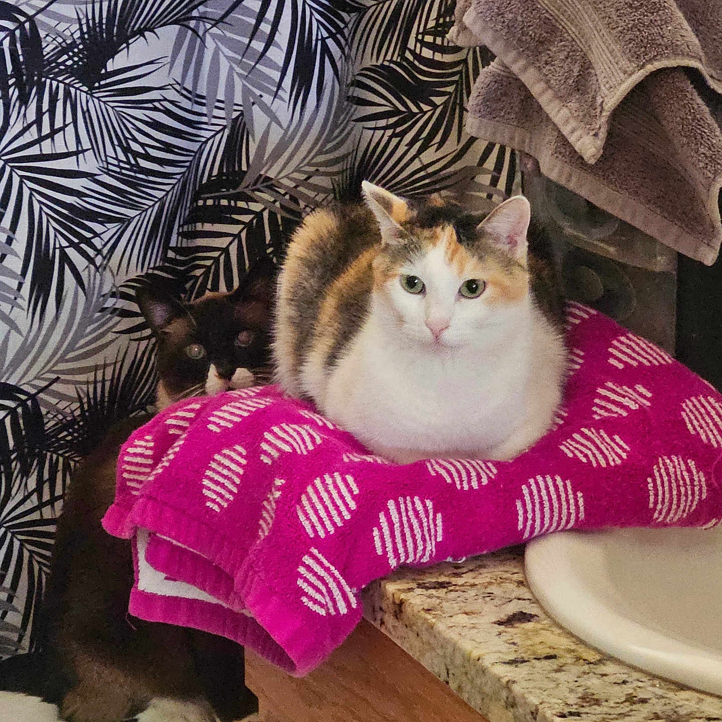 Miss Kallie is registered to the contest to win money with this photo: cat, calico_cat, dark_cat, towel, bathroom, counter, sink, shower_curtain, pattern, granite_countertop, feline, pet, domestic_animal, curious, resting, indoor, household, cozy, two_cats, pink_towel