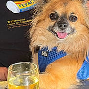 Arlo a rejoint le concours — aidez-le/la à gagner de superbes lots ! dog, happy, smiling, blue_harness, glass, white_wine, table, person, black_shirt, indoor, pet, fur, face, tongue_out, close_up, animal, companion, friendship, relaxing, cute