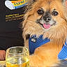 dog, happy, smiling, blue_harness, glass, white_wine, table, person, black_shirt, indoor, pet, fur, face, tongue_out, close_up, animal, companion, friendship, relaxing, cute