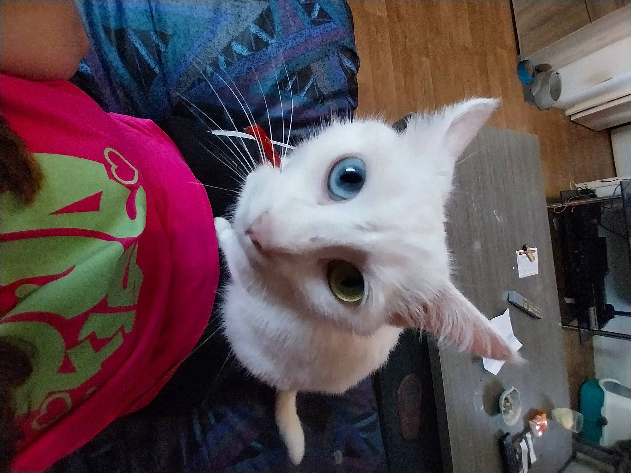 Citrouille participe au concours pour gagner de l'argent avec cette photo : carnivore, cat, companion_dog, domestic_short_haired_cat, fawn, felidae, fur, paw, small_to_medium_sized_cats, snout, tail, whiskers