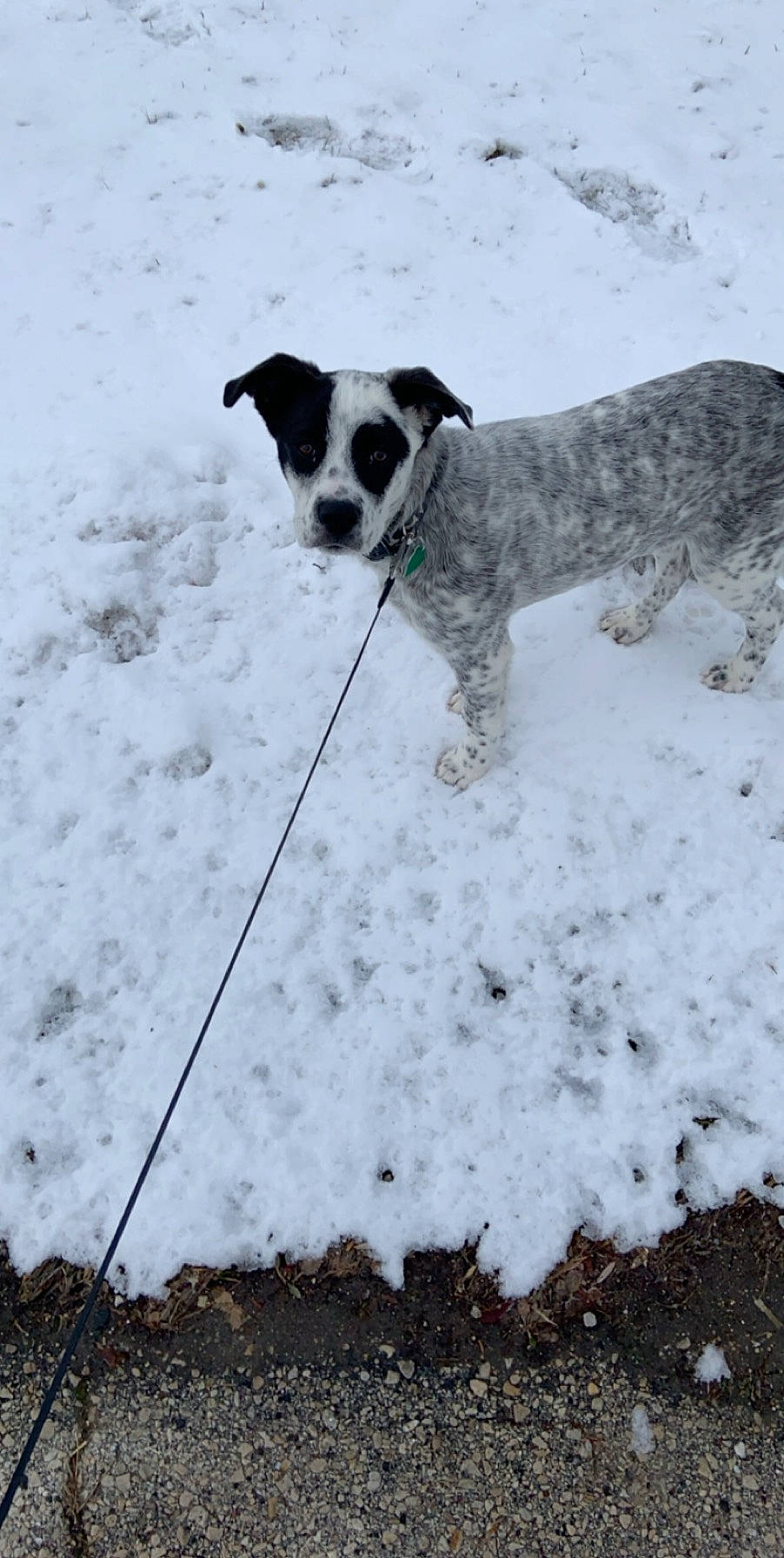 Latte is registered to the contest to win money with this photo: canidae, carnivore, collar, companion_dog, dog, dog_breed, dog_collar, dog_supply, freezing, hunting_dog, slope, snout, snow, sporting_group, winter, working_dog