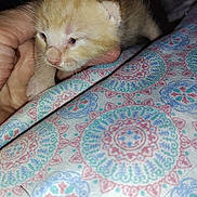 Sammy is registered to the contest to win money with this photo: animal, cat, colorful, cozy, cute, delicate, design, fabric, fur, hand, indoor, kitten, orange, pattern, pet, resting, sleepy, small, soft_light, young