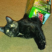Luna is registered to the contest to win money with this photo: cat, tortoiseshell_cat, carpet, box, mountain_dew, beverage, indoor, pet, animal, feline, lying_down, curious, flash, glowing_eyes, black_fur, brown_fur, playful, domestic_animal, close_up, household