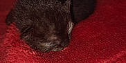 Luna is registered to the contest to win money with this photo: animal, black, blanket, cozy, cute, domestic, fur, furry, indoor, kitten, newborn, peaceful, pet, red, resting, sleeping, small, soft, warm, young