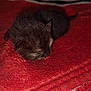 kitten, sleeping, newborn, animal, pet, furry, black, cozy, blanket, red, soft, cute, resting, indoor, small, fur, warm, peaceful, young, domestic